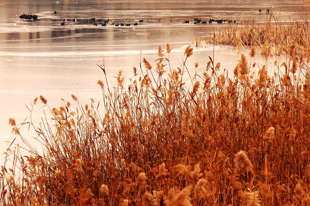 青岛隆冬时节芦苇冰河相映生辉