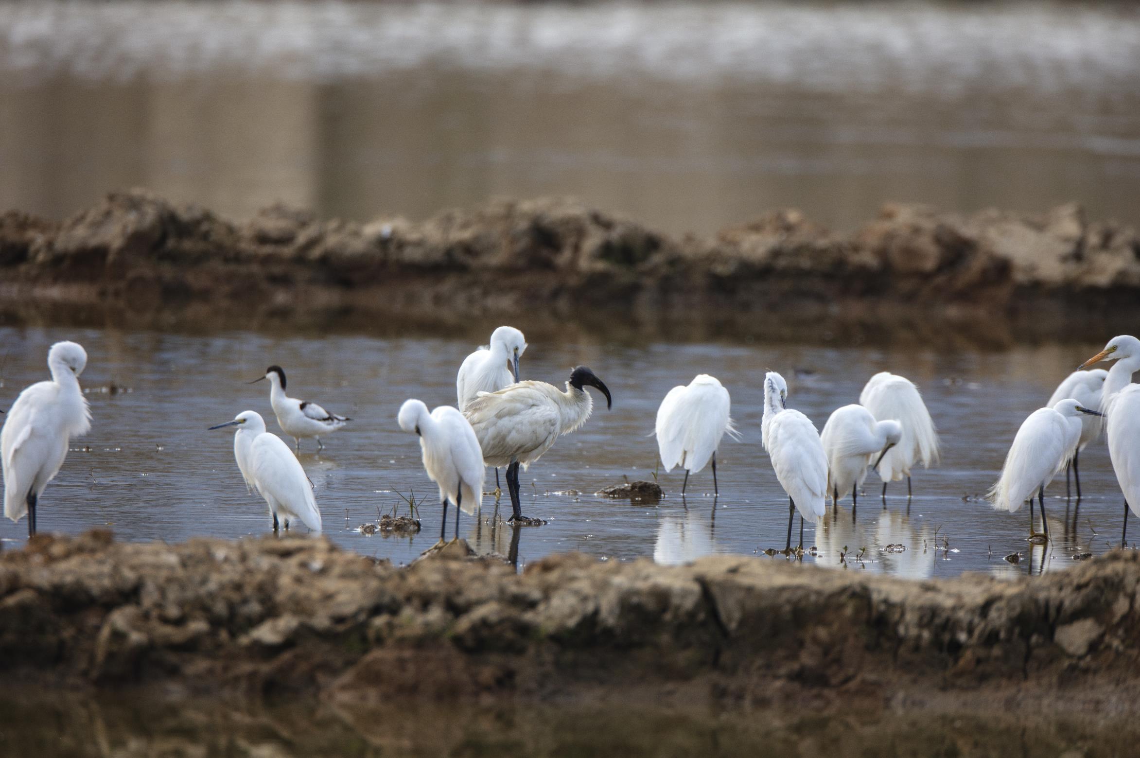 罕见云南保山首次发现国家一级保护动物黑头白鹮