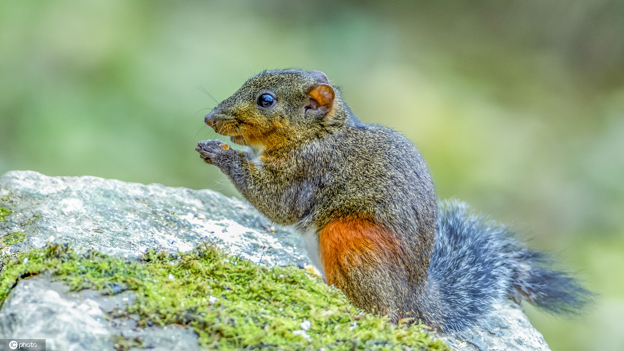 重庆南川金佛山景区小松鼠萌态可掬
