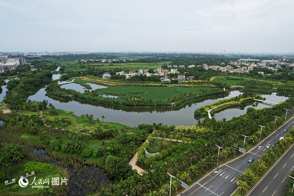 8月11日，位于海口市的芙蓉河湿地公园碧波荡漾，绿意盎然。近年来，海口牢固树立和全面践行“绿水青山就是金山银山”的理念，扎实推进国家生态文明试验区建设，通过“湿地公园+生态水利工程”方式，对芙蓉河、五源河等河流进行生态修复，打造多个湿地公园。人民网记者 孟凡盛摄