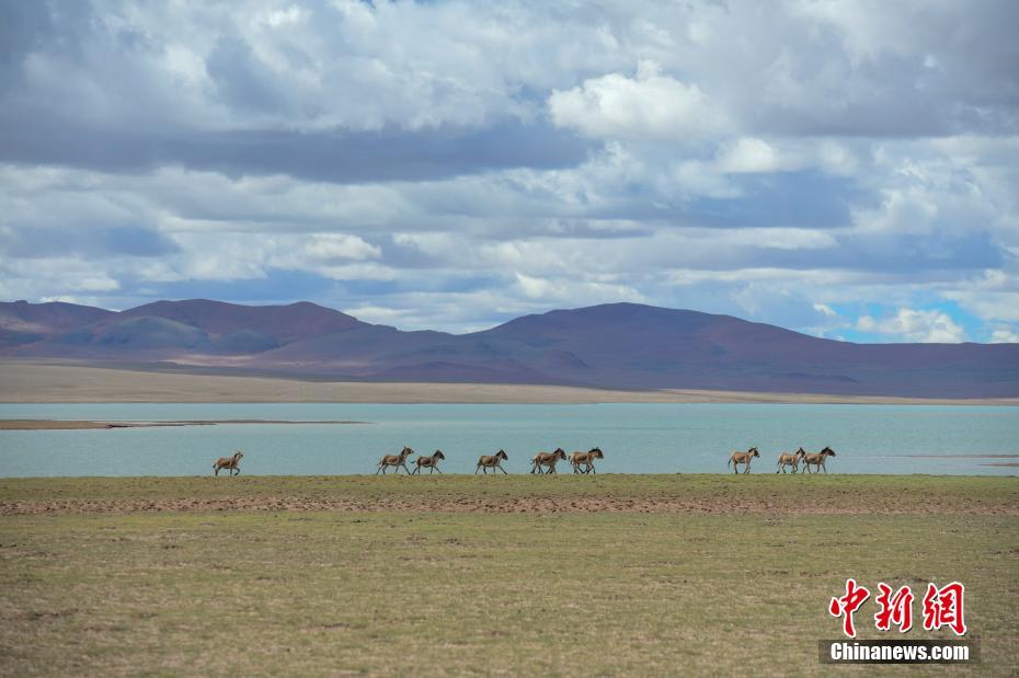 羌塘草原位于西藏自治区北部,平均海拔超过4600米,是目前中国海拔最高