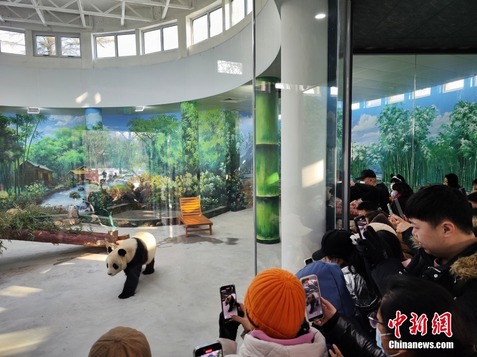 当日,天津市动物园熊猫馆扩建完成正式对公众开放.中新社记者 佟郁 摄