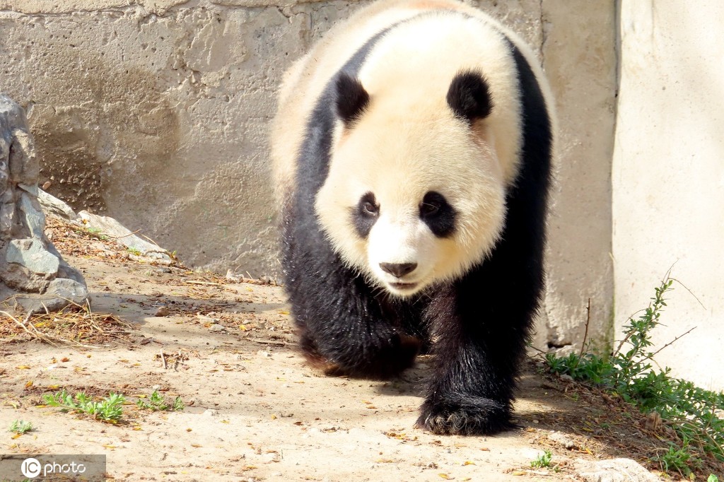 北京动物园大熊猫乐享春光进餐吃相彪悍萌翻游客