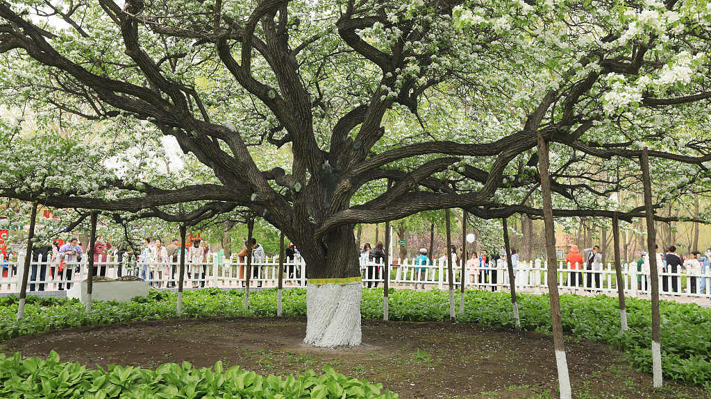 哈尔滨135岁古梨树进入盛花期