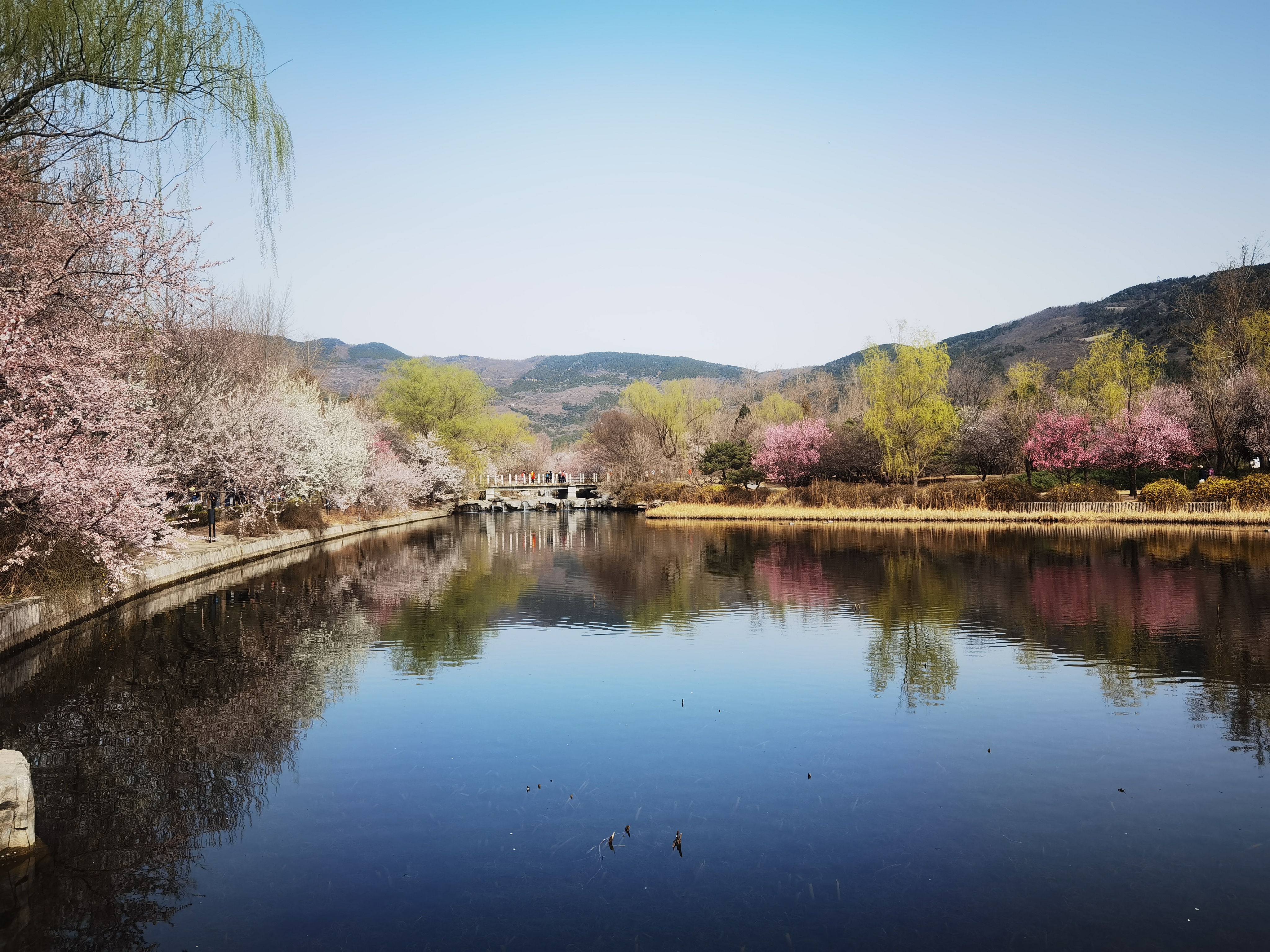 北京植物园桃花季图片