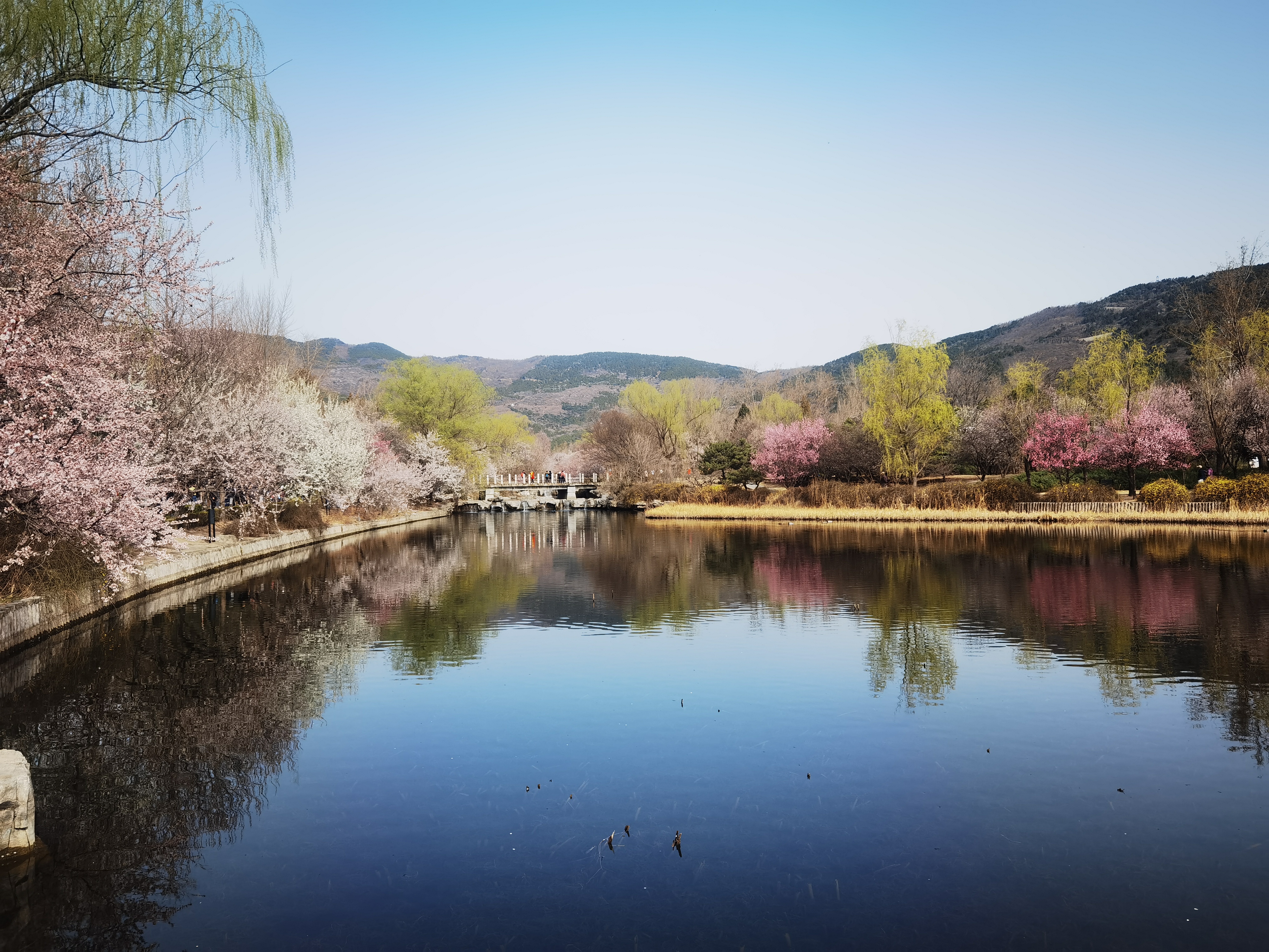 四十万春花扮靓国家植物园首届桃花观赏季