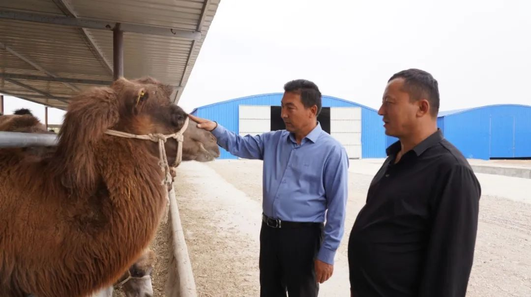工作人员查看骆驼饲养情况 （柯坪县融媒体中心供图）