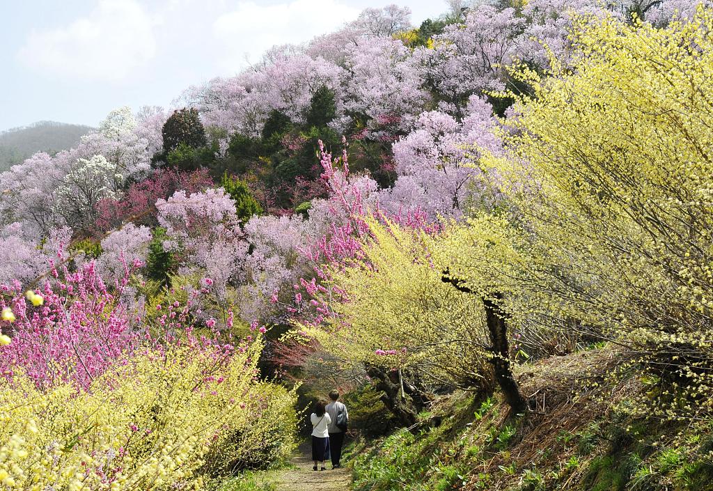 日本福岛县漫山遍野樱花盛开
