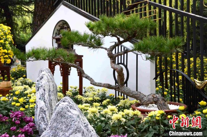 10月25日，第41届趵突泉金秋菊展在山东济南天下第一泉风景区开幕。本届菊展以“菊韵趵突、泉甲天下”为主题，400多个菊花品种，8万余盆菊花，依托泉水自然景观，展现生态济南之美。 孙婷婷 摄