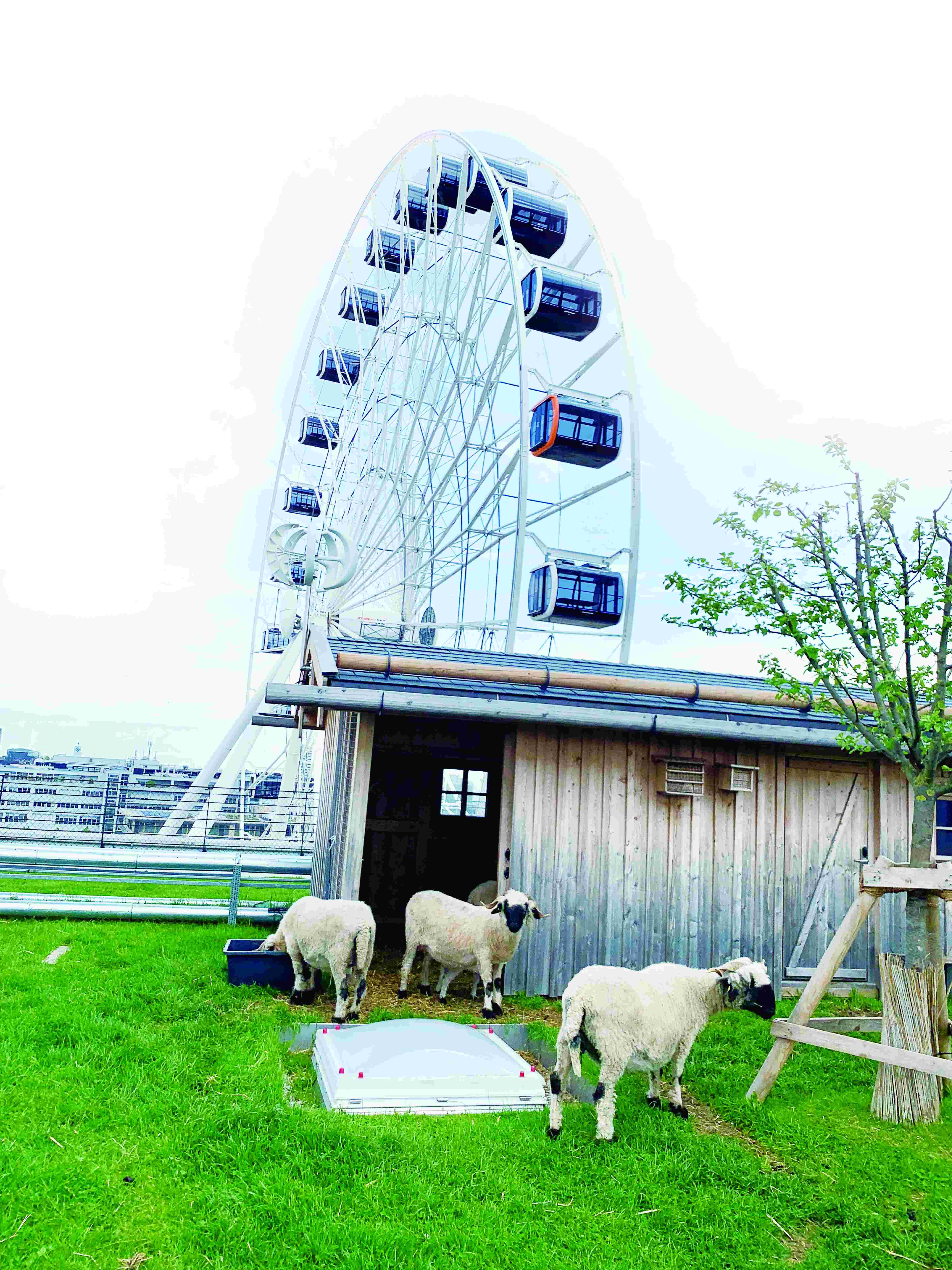 慕尼黑屋顶农场