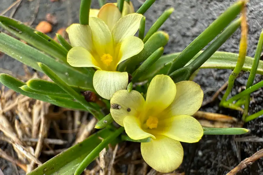 英杂志以为灭绝40年迷你银河花再现非洲