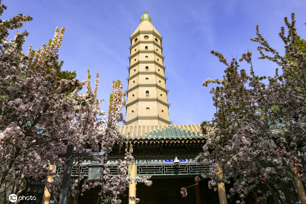 宁夏银川承天寺塔海棠花开