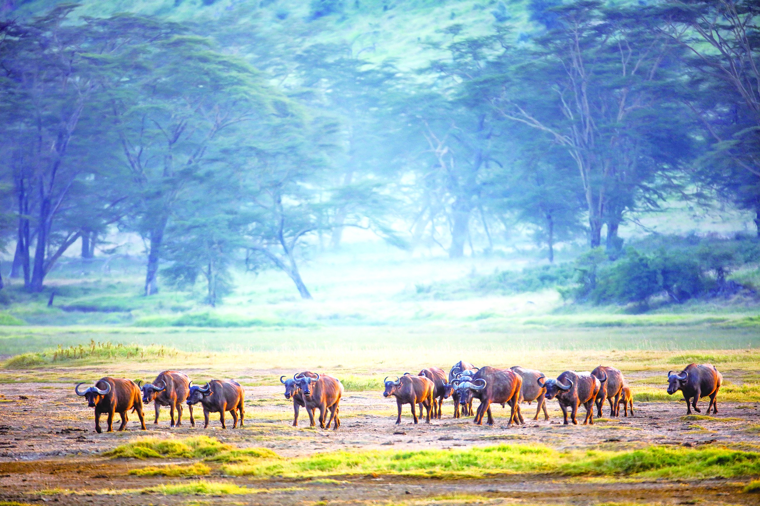 成群出没的非洲水牛