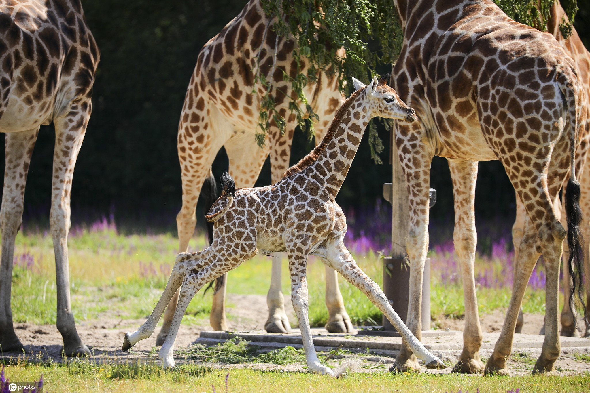 柏林动物园诞生濒危罗氏小长颈鹿 嬉戏玩耍好奇探索世界