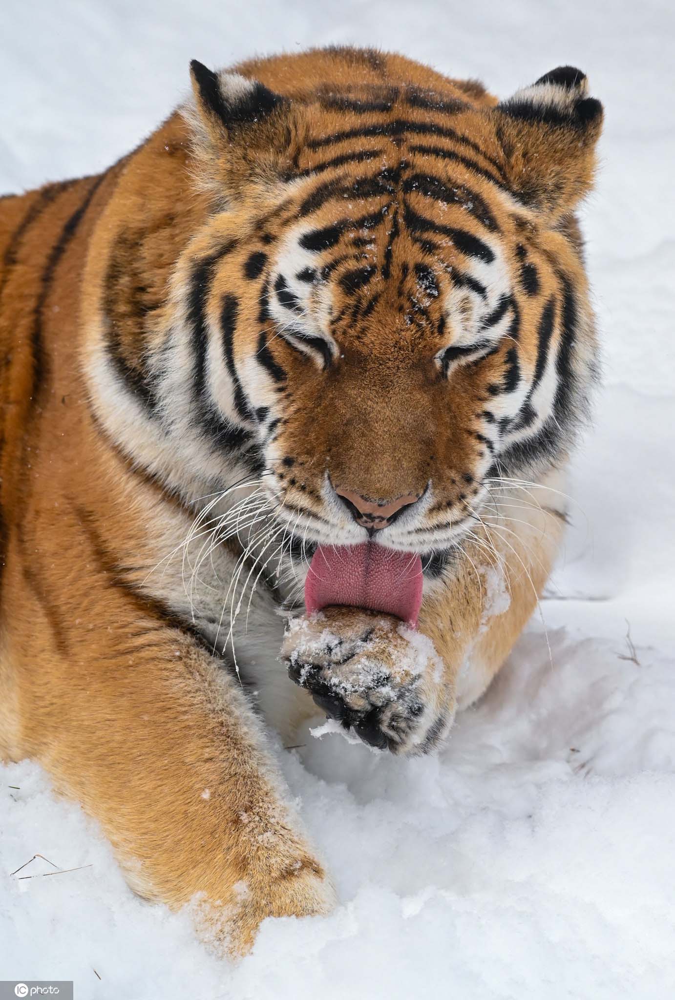德国动物园西伯利亚虎雪中展露霸气