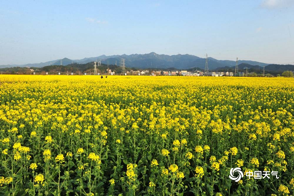 浙江兰溪五彩缤纷油菜花田绽放打翻了春天的调色盘