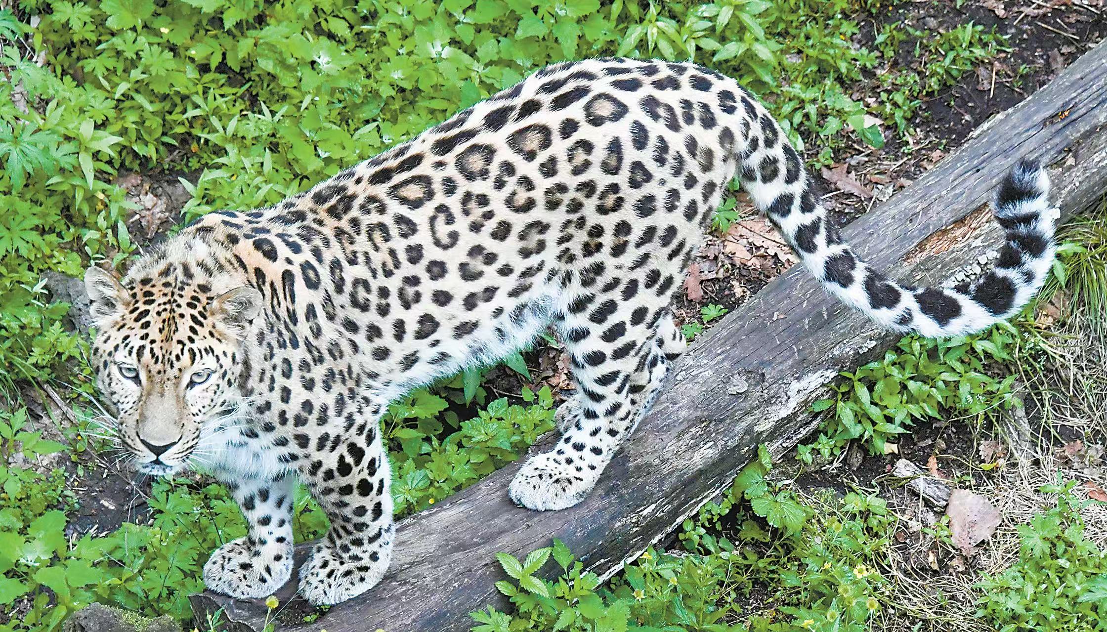 滨海边疆区野生动物园里的一只豹子