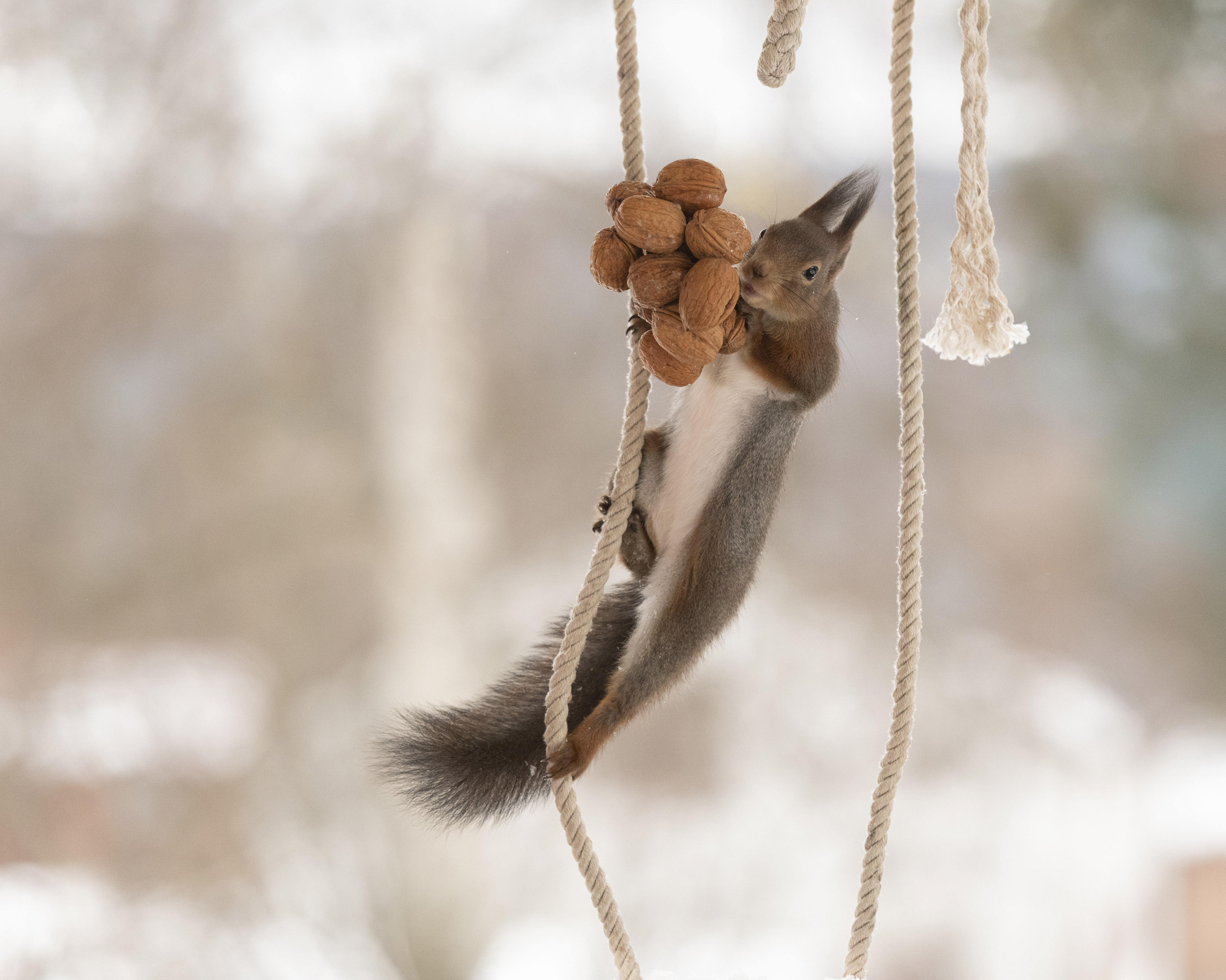 国外红松鼠爬绳子秀高超"体操技能"