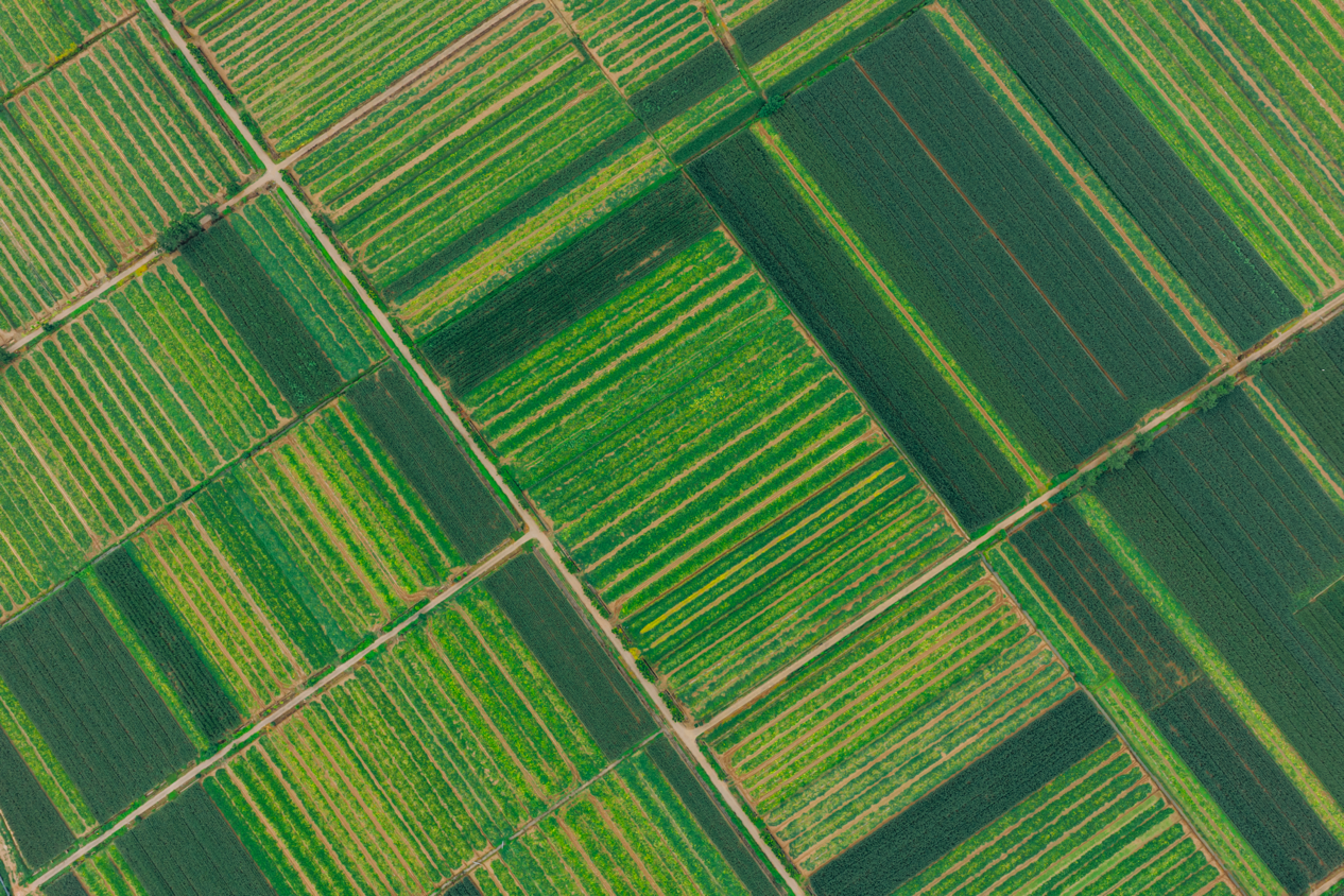 俯瞰湖北金润农业发展有限公司蔬菜种植基地,广袤田畴如绿色织锦铺展,尽显蓬勃生机。邱活 摄