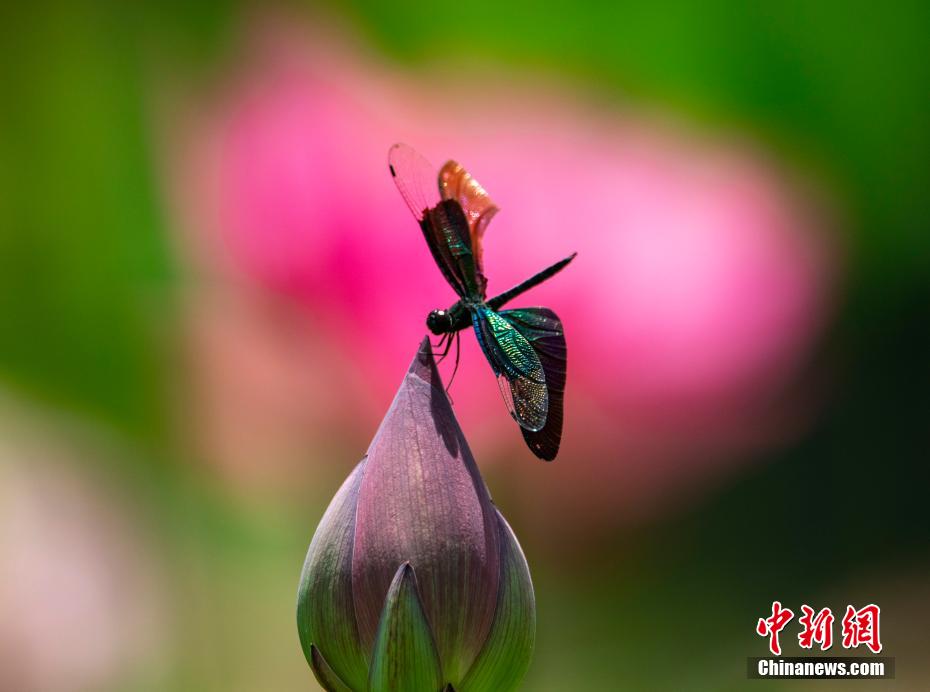 蜻蜓身蝴蝶翅这种蝶形蜻蜓你见过吗