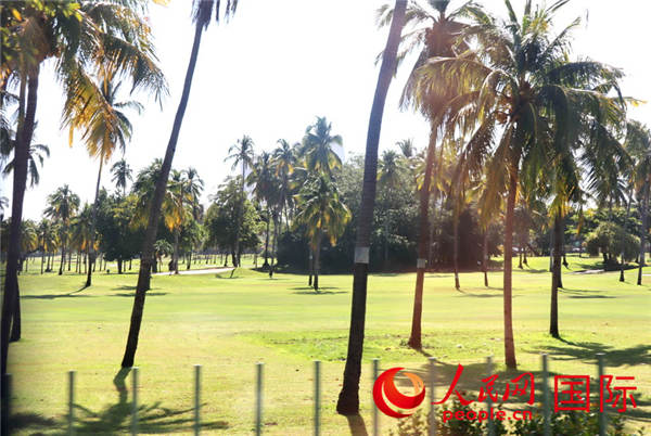椰树挺立的帕帕加公园 于世文 摄