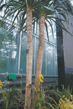 来自非洲的龙血树