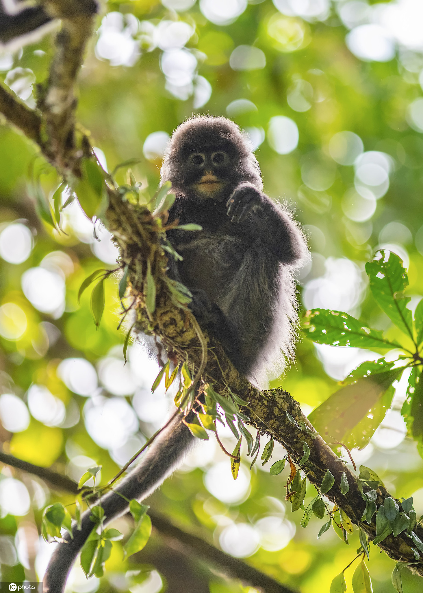 云南德宏拍摄到国家一级重点保护动物菲氏叶猴