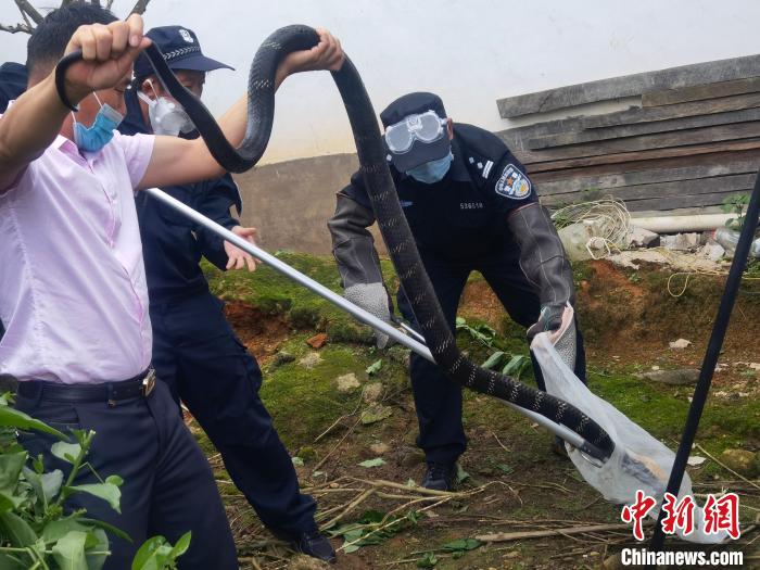 该支队户撒边境派出所联合户撒森林派出所成功处置一起毒蛇入户的警情