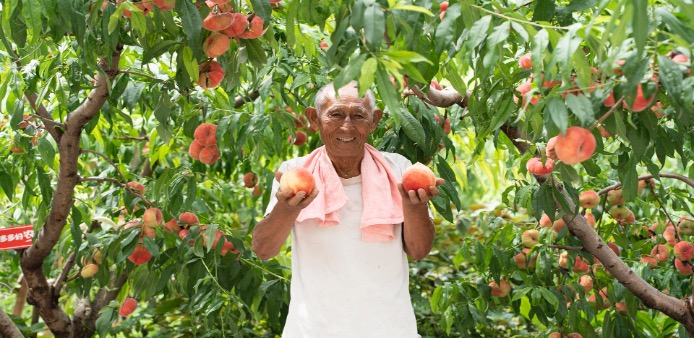 80岁的查露宽在桃园。靠着种平谷大桃，他和老伴一年有近20万收入。张慧明｜摄