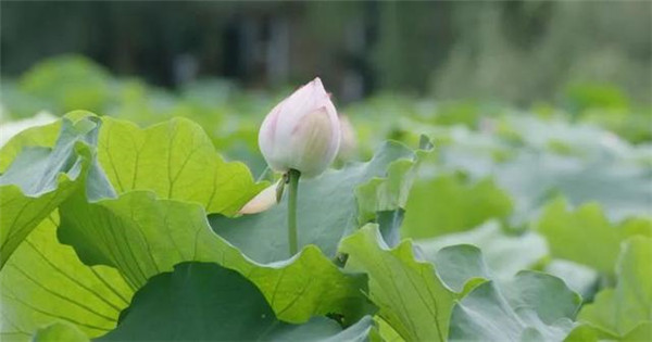偏坡荷花