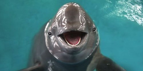 请留住江豚的微笑 保护长江生态环境