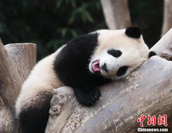 旅韩大熊猫爱宝享受午后闲暇时光打滚撒娇呆萌可爱