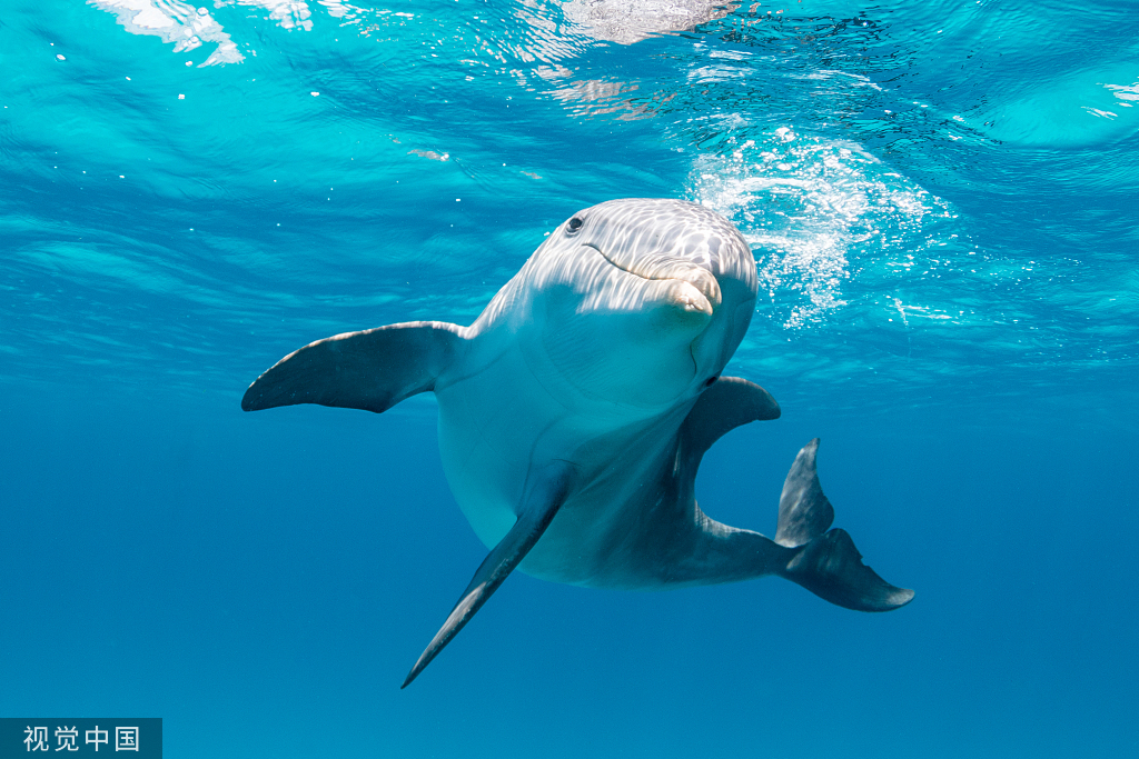 法罗群岛限制猎杀海豚要求未来两年每年捕猎数量不超500头