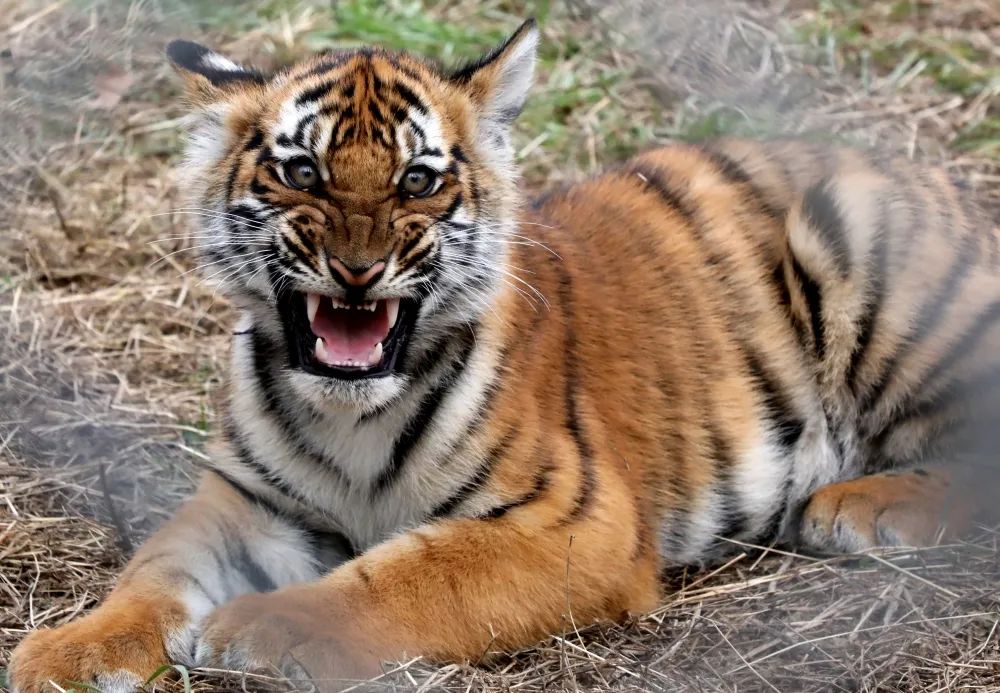 太萌啦华南虎四朵金花送来新春祝福