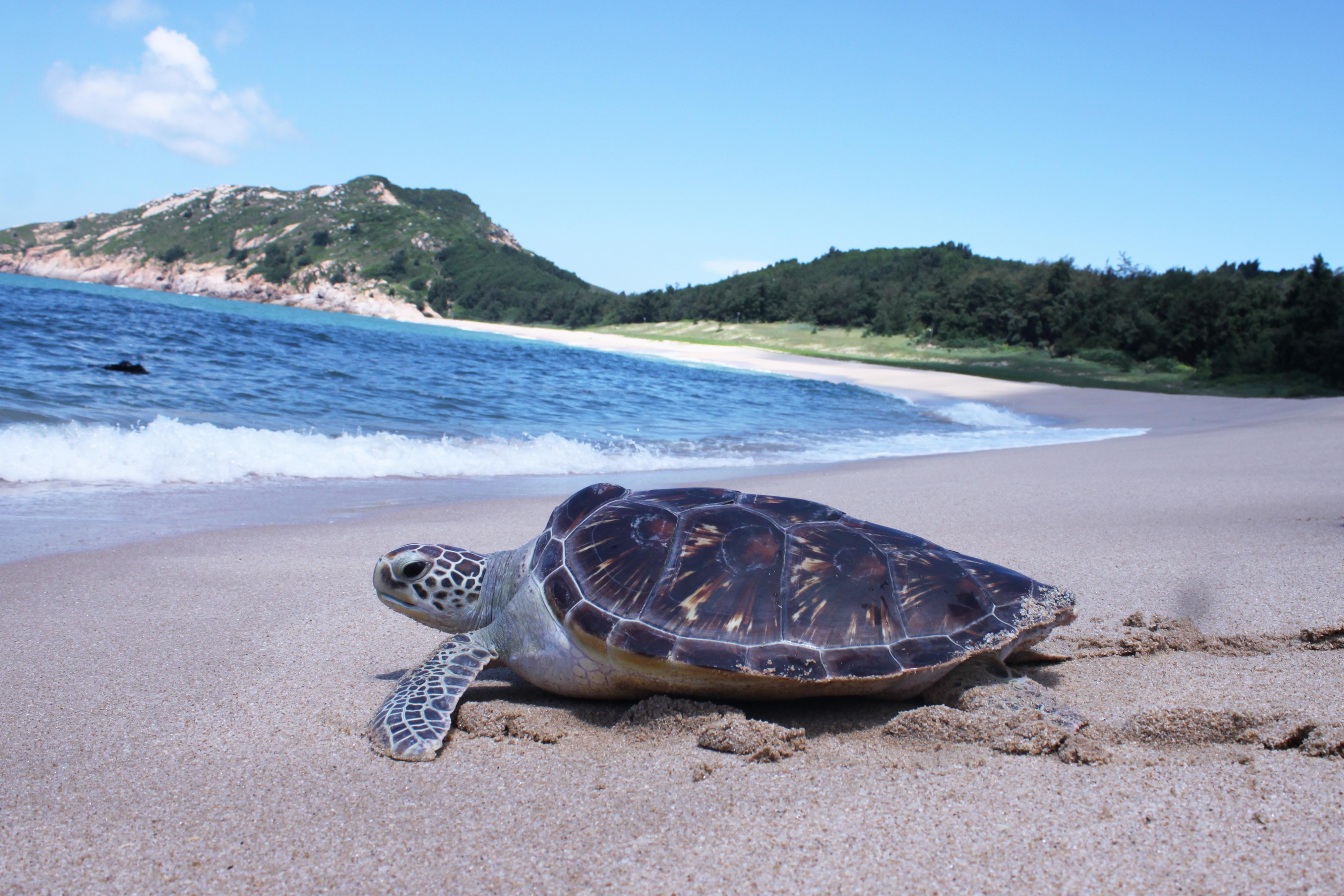 海龟湾湿地上的绿海龟广东惠东海龟国家级自然保护区供图