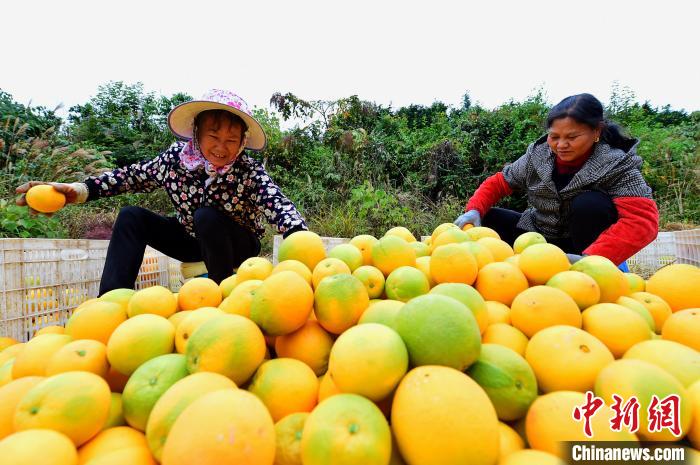 江西果农收获“脱贫果” 赣南脐橙丰收装运忙
