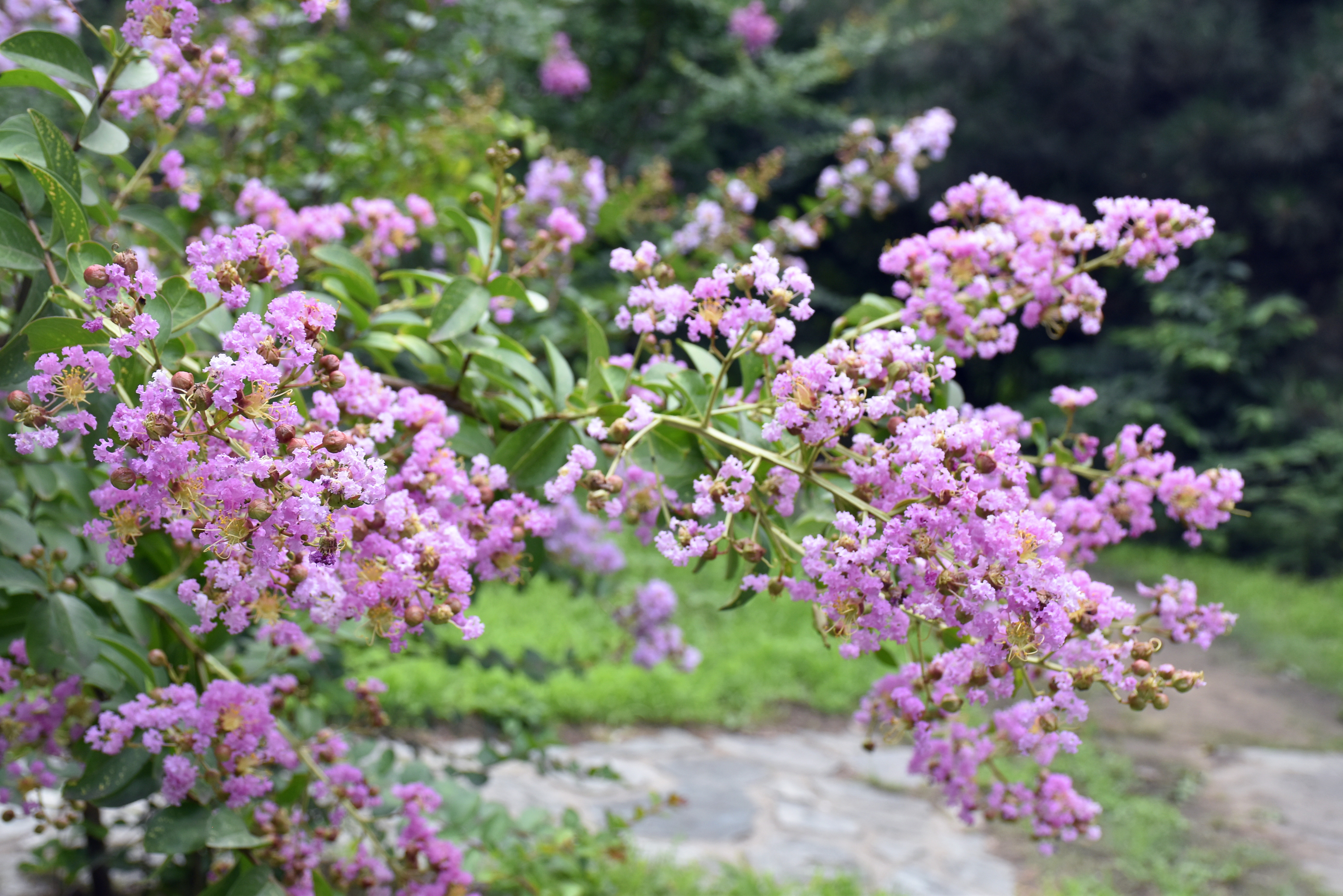 北京国家植物园古建筑旁紫薇花开香气扑鼻