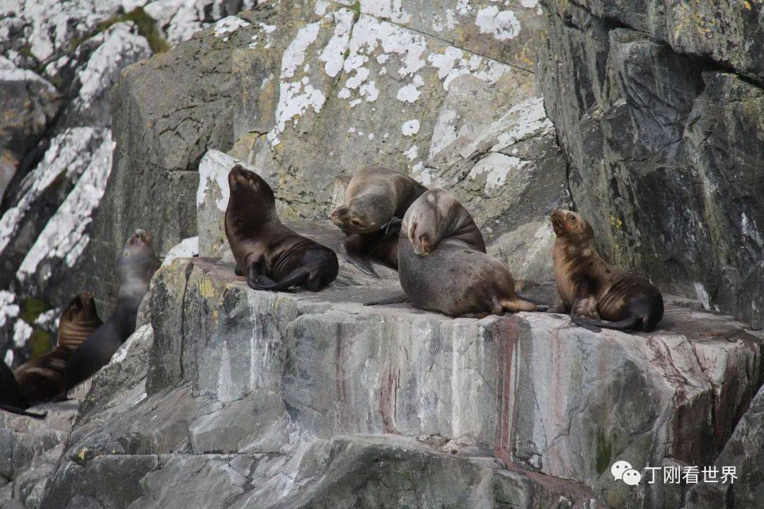 岛上有成群的海狮。丁刚摄 