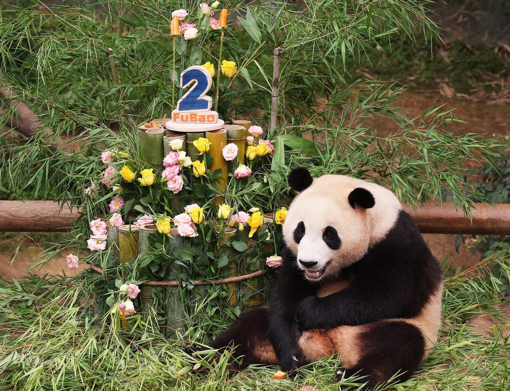 中国熊猫亮相韩国 三星爱宝乐园“熊猫世界”迎公众开放日_新浪新闻