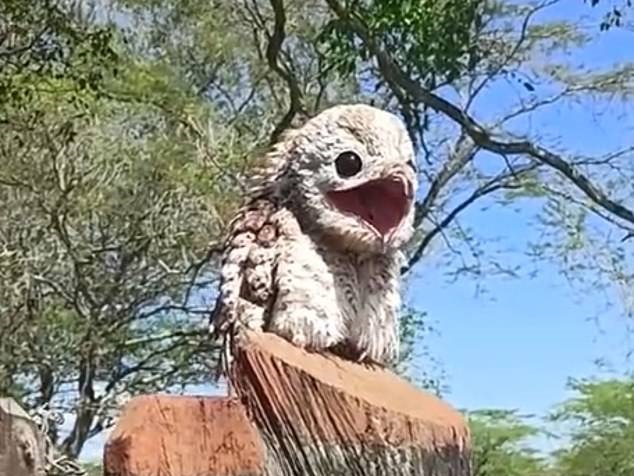 哥伦比亚一女子白天拍到一只大林鸱张大嘴似打呵欠
