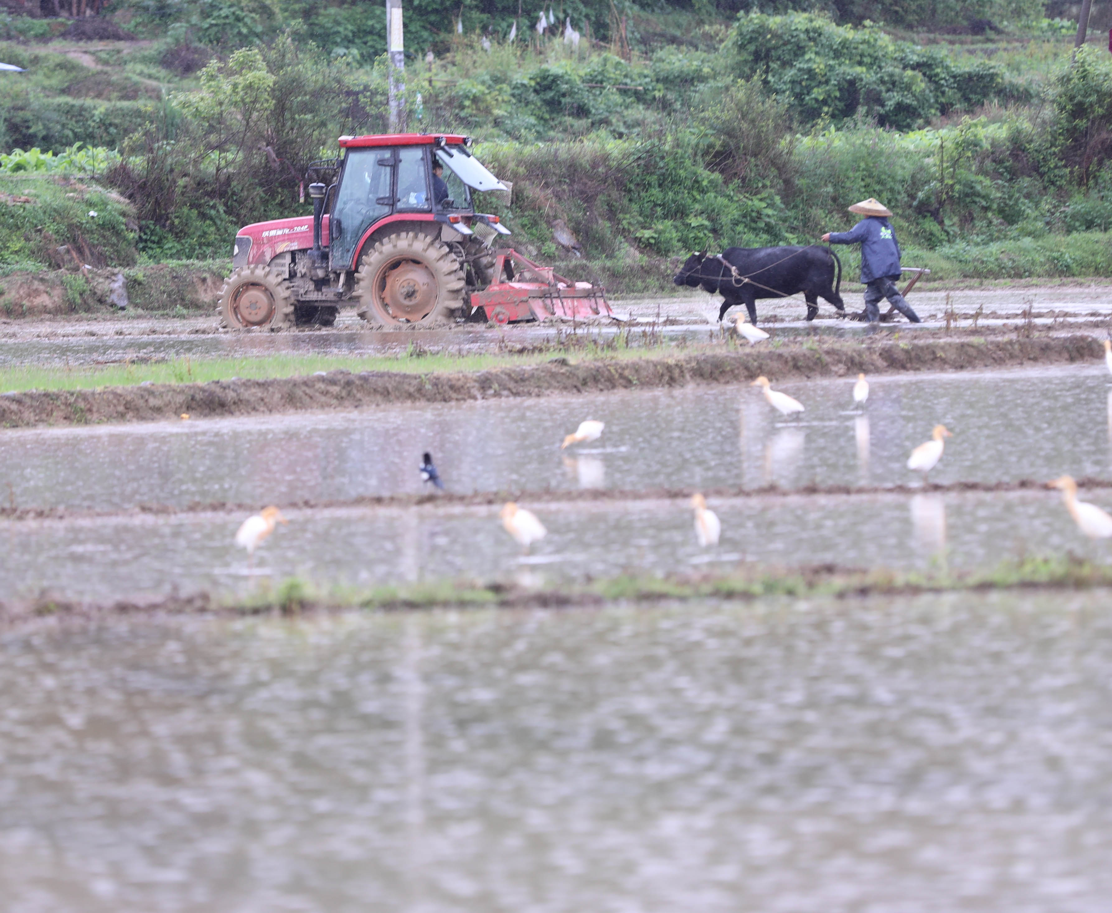 谷雨时节临近一犁春雨润春耕