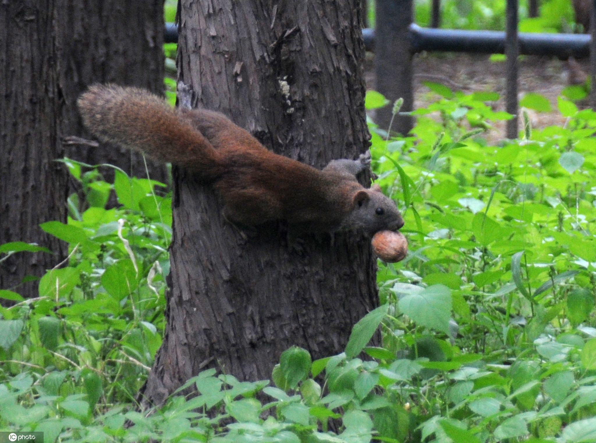 北京天坛公园松鼠林间穿梭觅食 萌态十足惹人爱