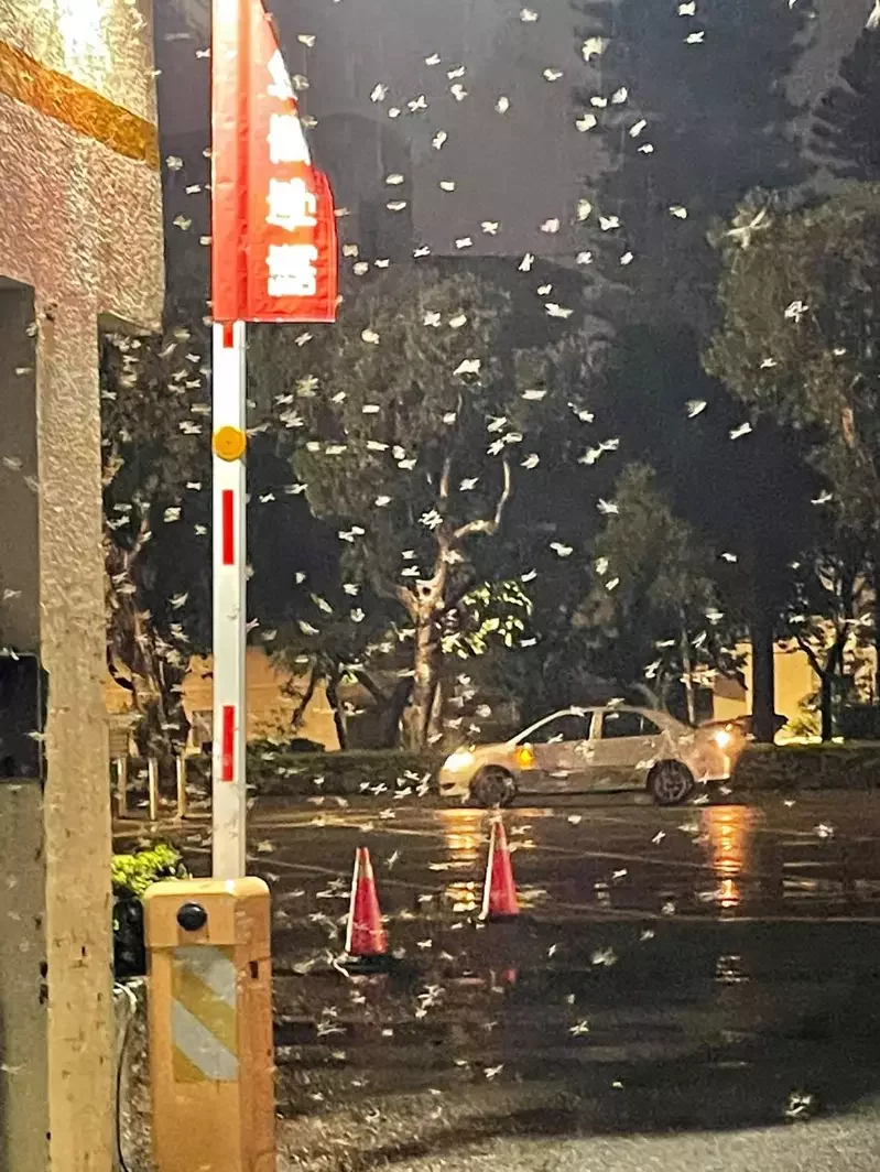 台湾民众拍到的大水蚁