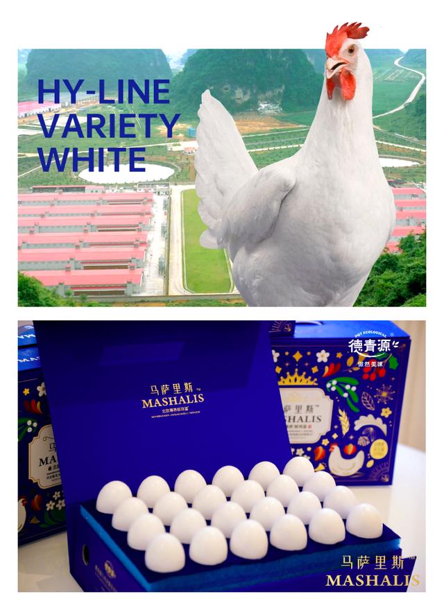蛋鸡中的"贵族"血统——海兰白鸡