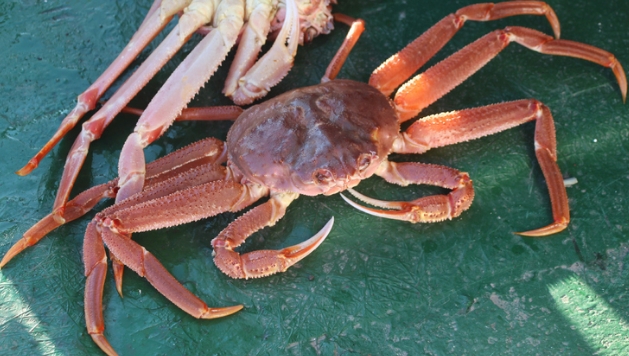 日媒美国禁运的俄罗斯雪蟹被日本人吃了