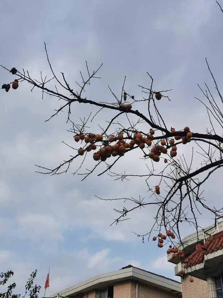 杭州读者毛女士拍的柿子树