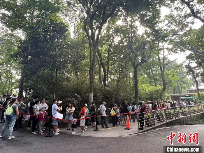 杭州动物园大熊猫馆前,市民游客排起长长的队伍。 王题题 摄