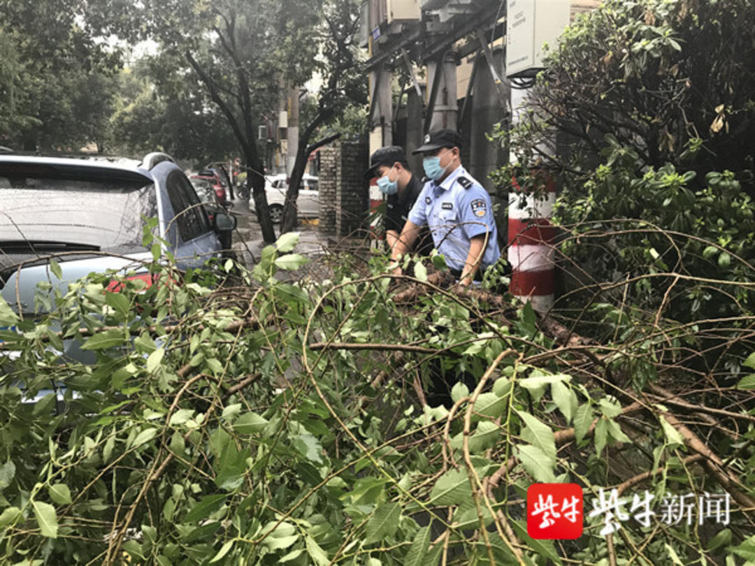 今日南京暴雨倾盆，多处大树倾倒砸中车辆