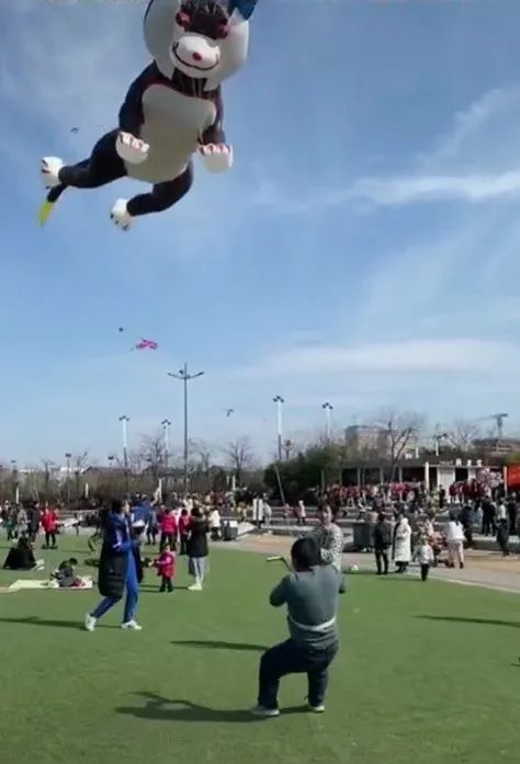 男子放风筝,差点被"二哈"拽上天!接下来一幕