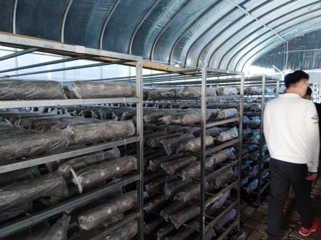 杏溪村特色菌菇及生产基地